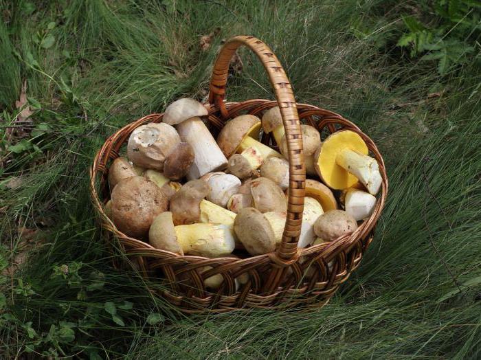 mushrooms in Krasnodar Krai