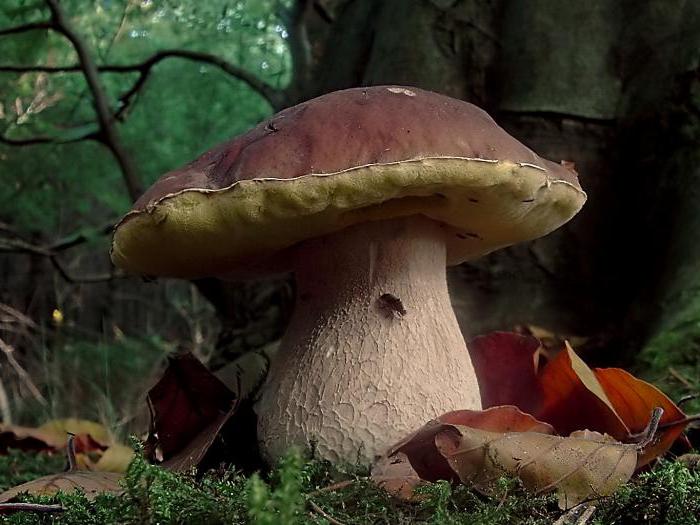 які гриби ростуть в краснодарському краї