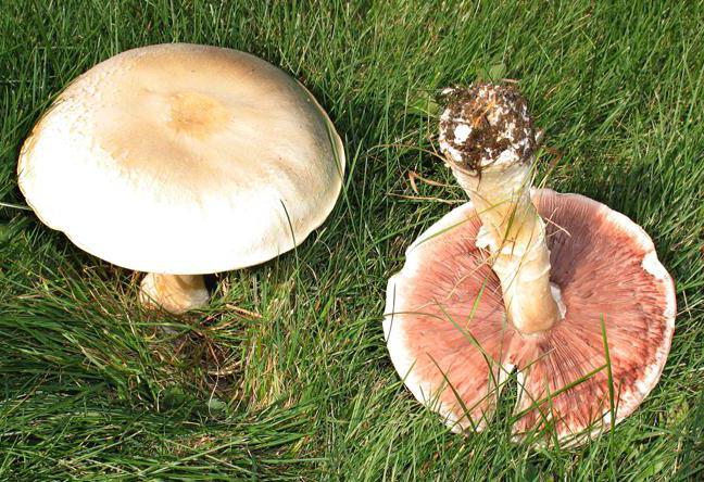 гриби в лісах краснодарського краю