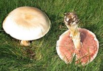 Cogumelos em lisboa. Cogumelos comestíveis: o título, a descrição, onde e quando coletar