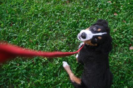 How to teach a dog to muzzle