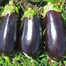 how to grow aubergines outdoors