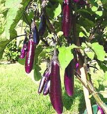 planting eggplant in open ground