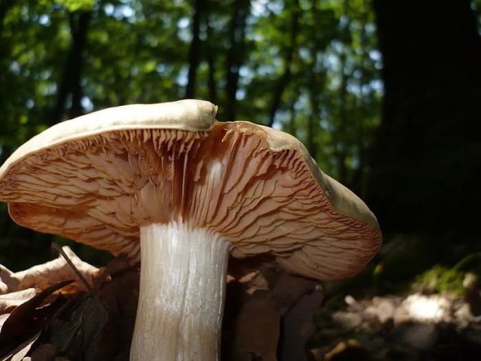 mushroom of the poisonous entoloma