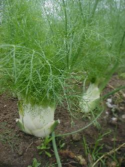 Fennel. Growing from seed 