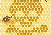 Outono em nutrição de abelhas: rápido, eficiente, exatamente no período de