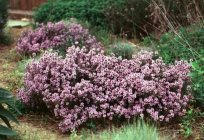 Thyme: planting and care