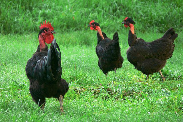Spanish halasana breed chickens