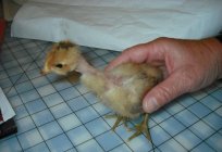 Halasana breed chickens: description & reviews