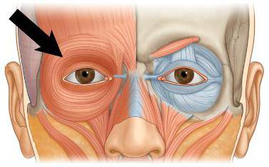 العضلات الدائرية للعين
