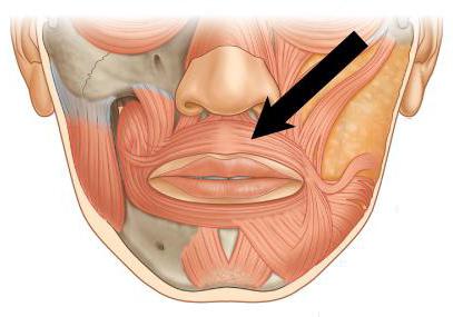 وظيفة العضلات الدائرية من العين على عضلة دائرية الفم