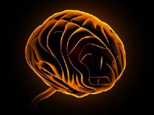 人間の神経系の写真