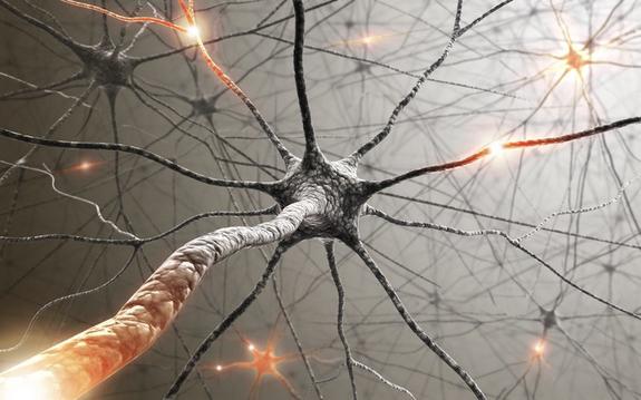 die Anatomie des Nervensystems