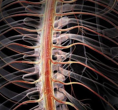 os Órgãos do sistema nervoso
