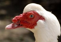 你知道如何快速增长的番鸭子鸭子? 养殖和保持家禽没有太多麻烦！