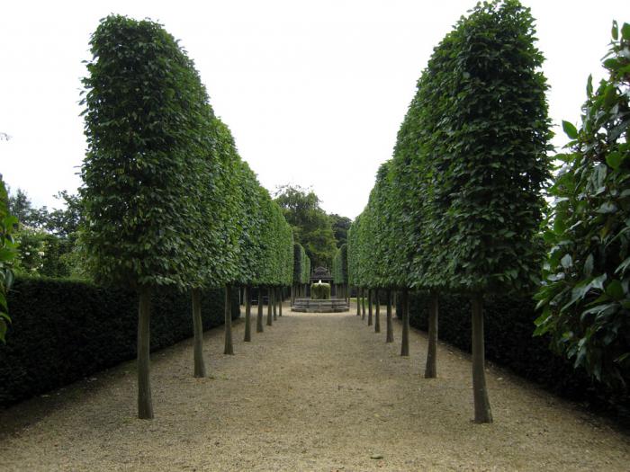 the hornbeam Tree, which grows