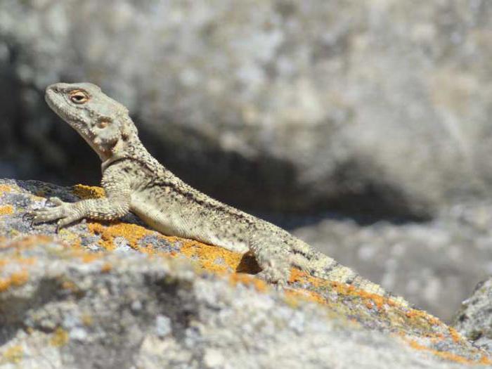 Caucasian Agama form and the body color