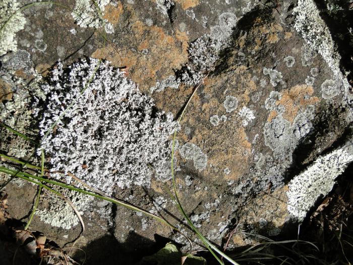 mosses और lichens