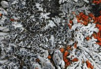 How to eat lichen? Features of the lichens, their structure and reproduction