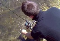 Black carp: fishing