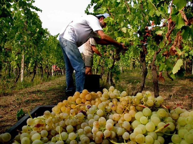 догляд за виноградом влітку в підмосков'ї