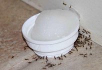Rote Ameisen: wie schlagen die Schädlinge?