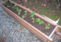 Geheimnisse der Gartenarbeit: topfen Erdbeeren im Frühjahr