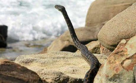 плямиста водяна змія