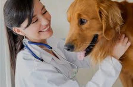kuru veteriner kliniği ankara