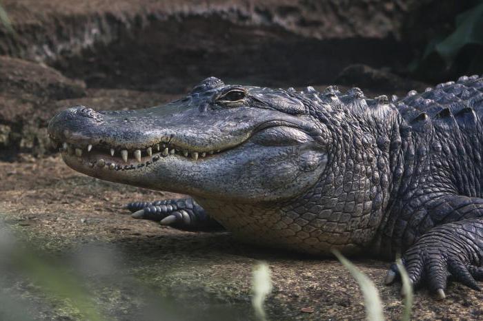 Mississippi alligator