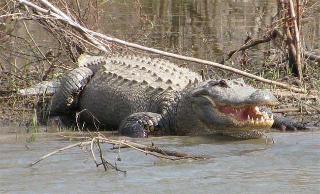 alligator Foto