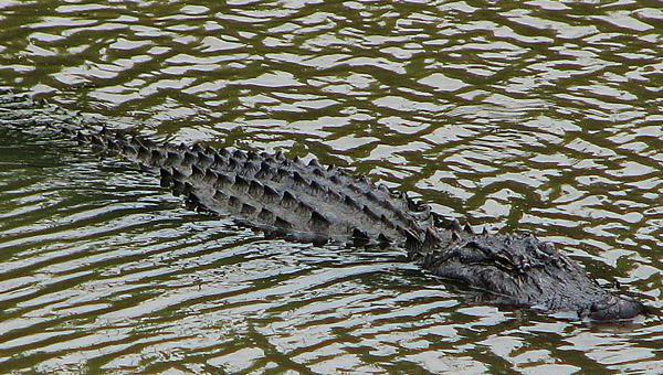 миссисипский alligator Zähne