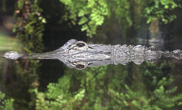 миссисипский alligator Gestalt der Gliedmaßen