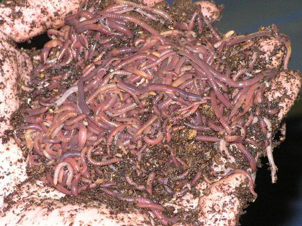 der Anbau von Würmern