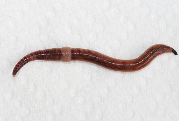 дендробена worm