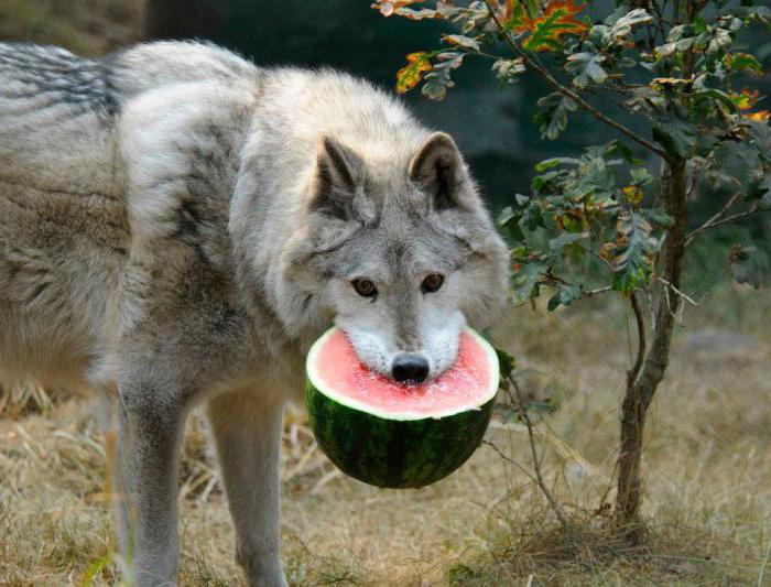wolf's appetite