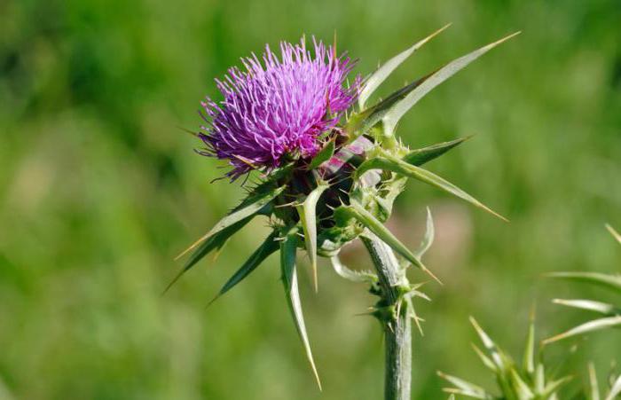 how to treat the liver with milk Thistle
