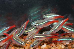 акваріумні рибки барбуси сумісність