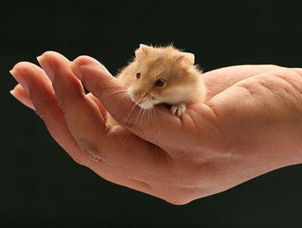 how to teach a hamster to the hand