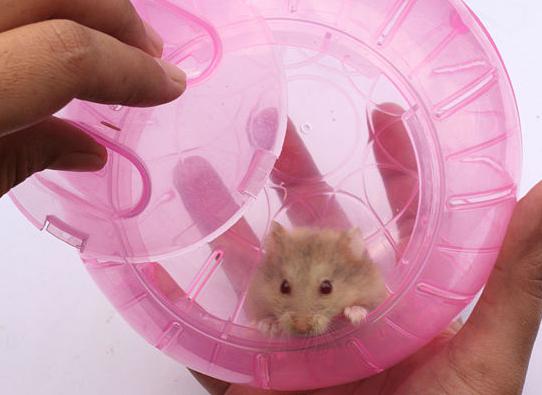 how to teach a hamster to the house