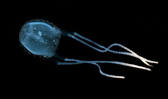 irukandji jellyfish