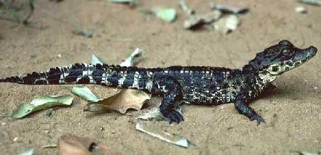 roundnose crocodile interesting facts