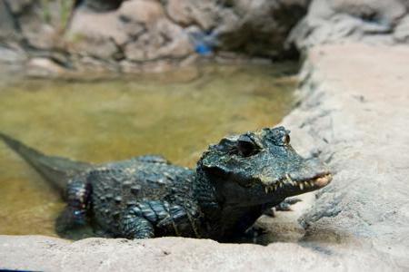 crocodilo тупорылый que come