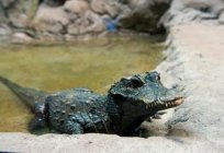 Krokodil miese Foto, Beschreibung, Ernährung