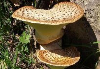O cogumelo трутовик escamosa: fotos e descrição