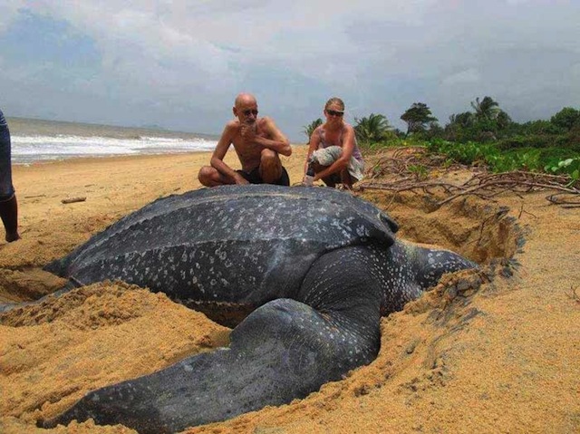 big leatherback turtle