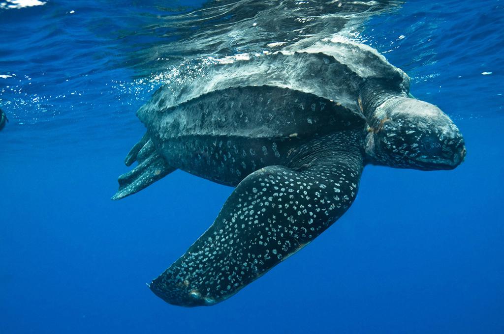 leatherback turtle loot