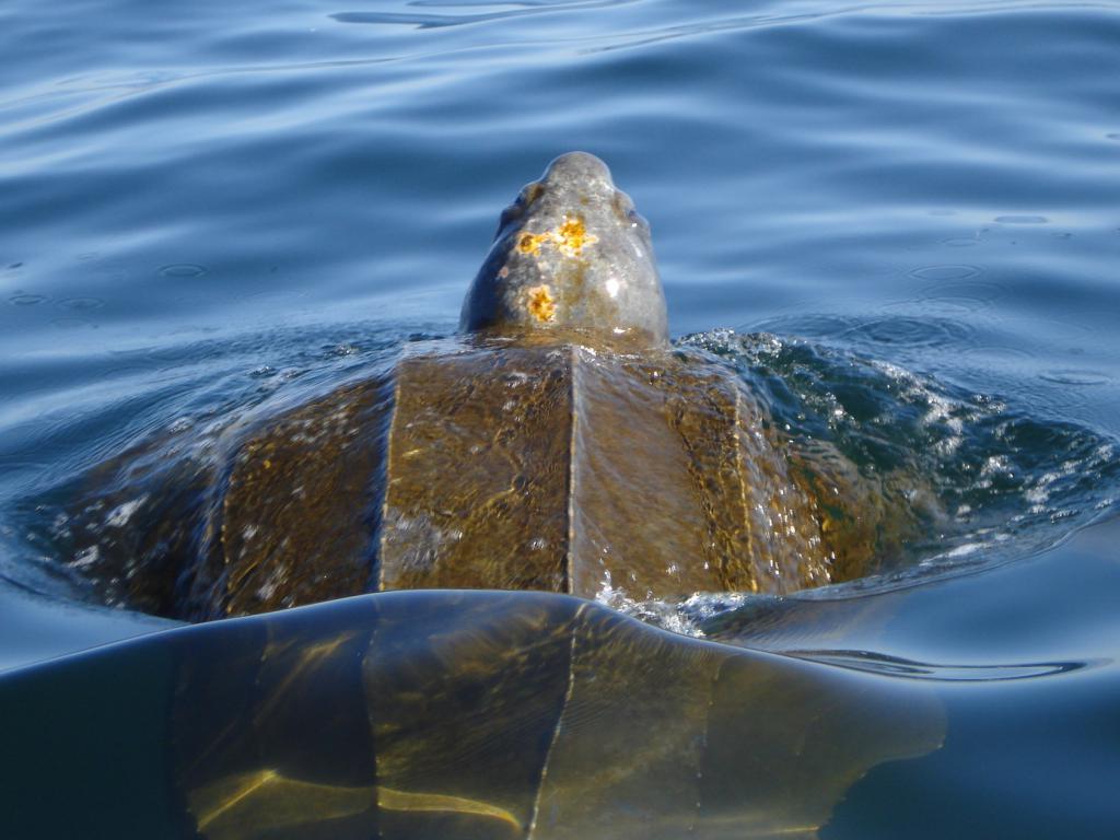 кожистая żółwia w wodzie