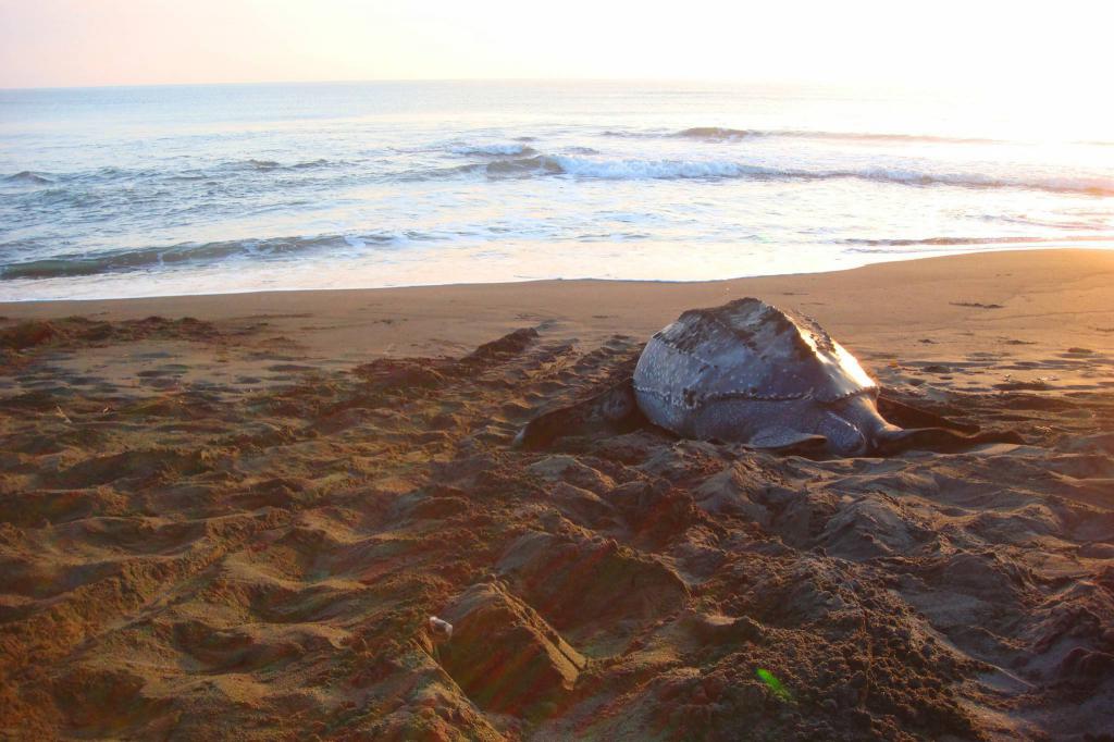 кожистая żółw wychodzi w morze