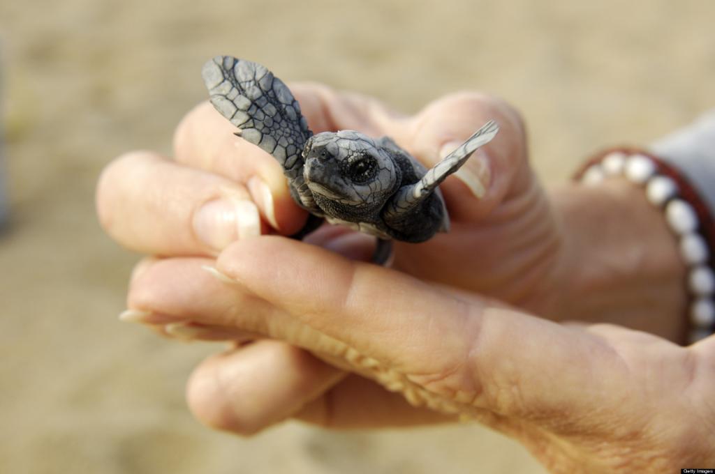 das Neugeborene Schildkröte